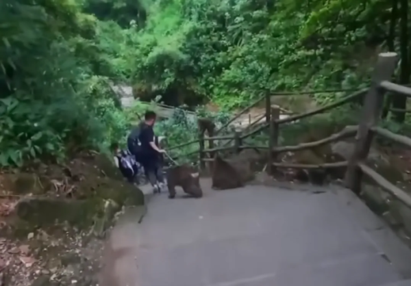 合法的股票配资平台 峨眉山野猴追人致其摔倒？景区回应
