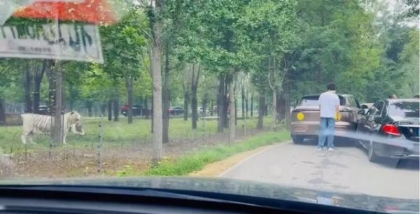 配资炒股中国股票配资网 游客猛兽区下车，当着老虎面吵架！动物园：严禁下车，将反馈